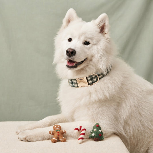Happy white Samoyed wearing a forest green plaid dog collar with gold-tone buckle, resting beside gingerbread, candy cane and Christmas tree decorations.