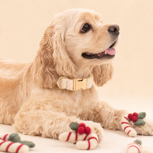 Close-up of a happy Golden Cocker Spaniel wearing an ivory teddy fleece dog collar with gold-tone hardware.