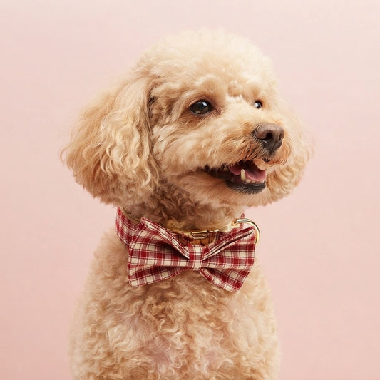 Small apricot Poodle wearing a red and cream plaid dog bow tie collar with gold hardware against a pink background.