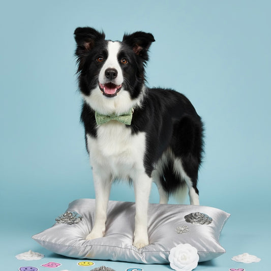 Black and white Border Collie standing on a silver embellished cushion wearing a Bling Fuzzie sage green tweed bow tie collar, surrounded by stickers and camellia flowers against a light blue studio background