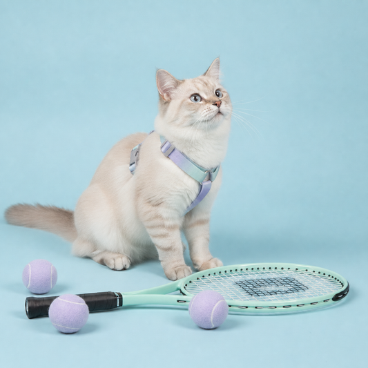How to Put a Harness on a Cat (Without the Drama): Step-by-Step Guide