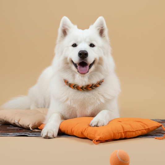 7 Reasons to Choose a Braided Leather Dog Collar