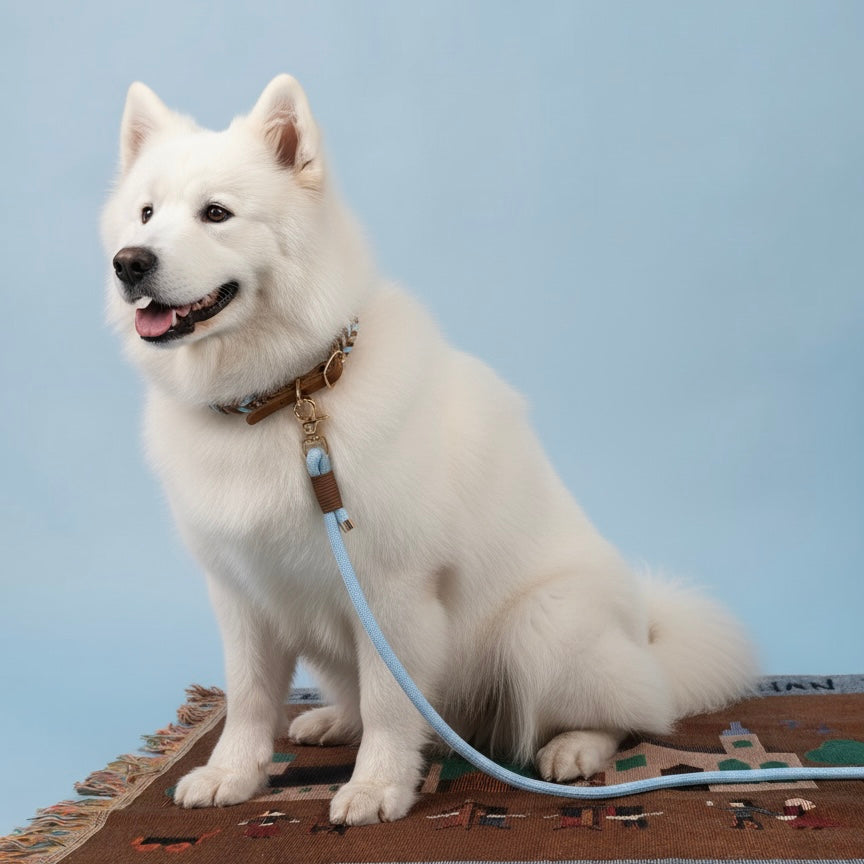 A Samoyed sitting on a patterned rug, wearing a coordinated Sky Blue Tan Hand-Braided Leather Collar and Leash Set with a 7.2ft versatile 6-in-1 lead attached.