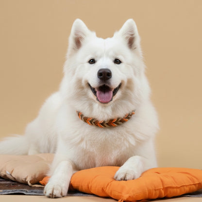 A cheerful Samoyed dog lying down on an orange pillow, wearing a Hand-Braided Full-Grain Leather Collar in Orange Tan with gold hardware, showing fit on fluffy dogs.