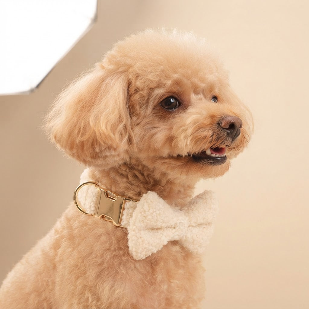 Apricot Poodle wearing an ivory teddy fleece dog collar with a matching detachable bow tie and gold-tone buckle.