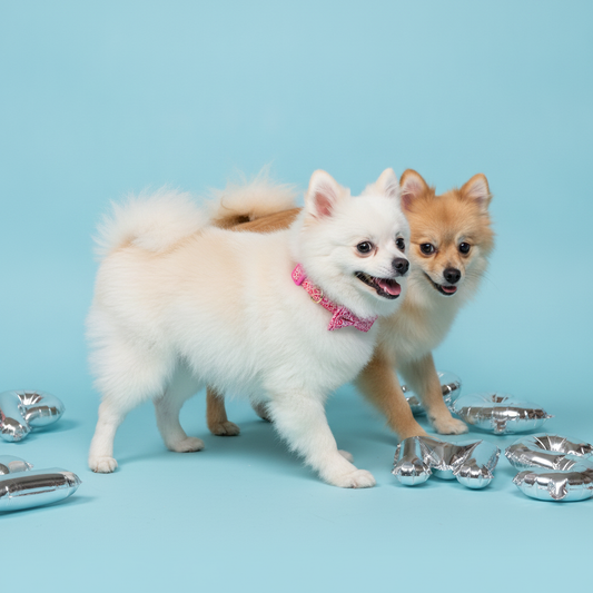 Two Pomeranian dogs, one white and one brown, standing side by side wearing a Bling Fuzzie heart graffiti dog collar with a bow tie, on a light blue background with scattered silver foil balloons.
