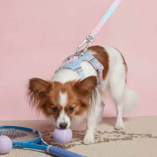 Papillon dog wearing a Bling Fuzzie pink and blue ombre no-pull dog harness and matching reflective leash, sniffing a purple tennis ball on a pink background.