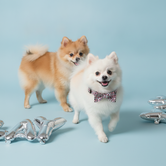 Two Pomeranian dogs, one white in front and one brown in the back, wearing a Bling Fuzzie pink heart print dog collar with a bow tie, on a light blue background with silver alphabet foil balloons.