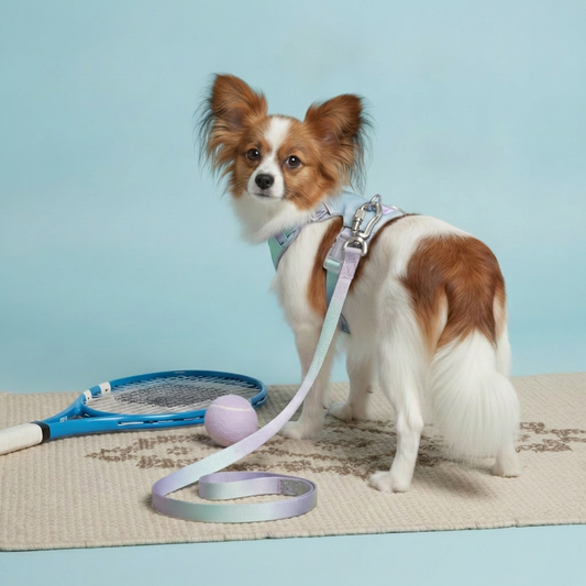 Papillon dog looking back, wearing a Bling Fuzzie purple and green ombre no-pull dog harness and matching reflective leash.