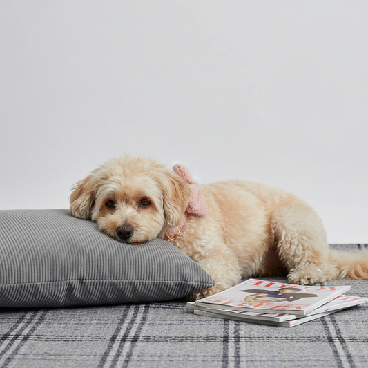 Apricot Poodle wearing blush pink teddy fleece collar with bow tie on grey pet bed

