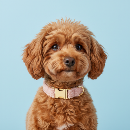 Red Toy Poodle wearing blush pink teddy fleece dog collar on light blue background