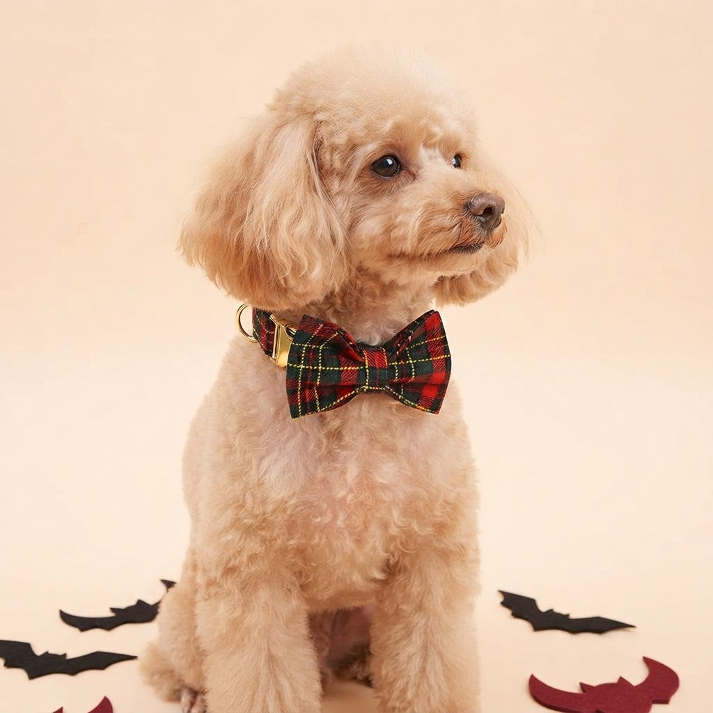 Apricot Poodle wearing a red and green Christmas tartan dog collar with a matching plaid bow tie and gold-tone hardware against a warm cream background.