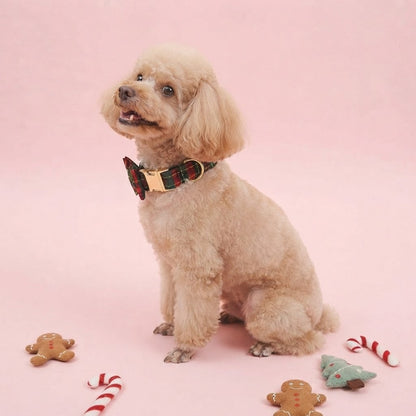 Side view of an apricot Poodle wearing a Christmas tartan dog collar with detachable bow tie and gold-tone hardware.