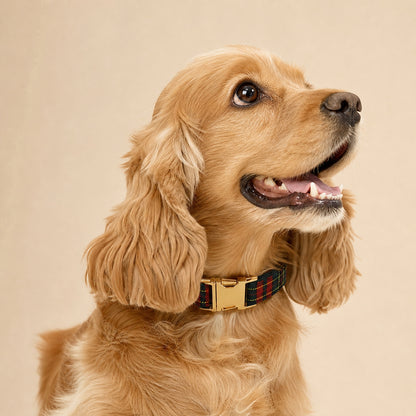 Close-up of a Golden Cocker Spaniel wearing a Christmas tartan dog collar with gold-tone buckle, highlighting the red and green plaid pattern.