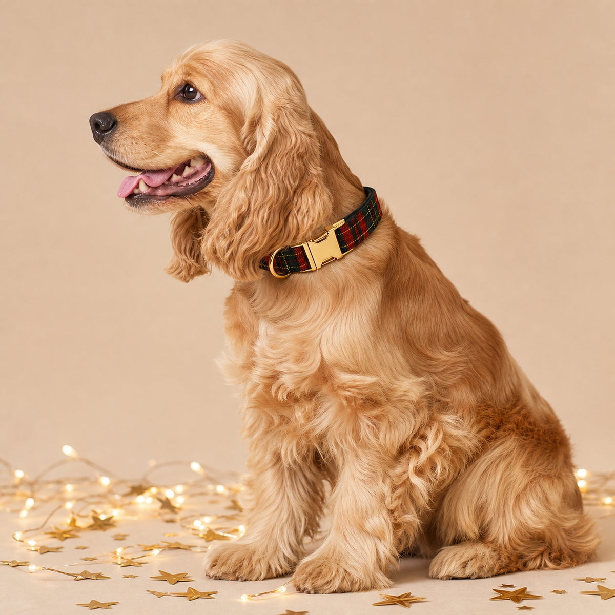 Golden Cocker Spaniel wearing a Christmas tartan dog collar with gold-tone buckle, surrounded by warm fairy lights and gold star decorations.