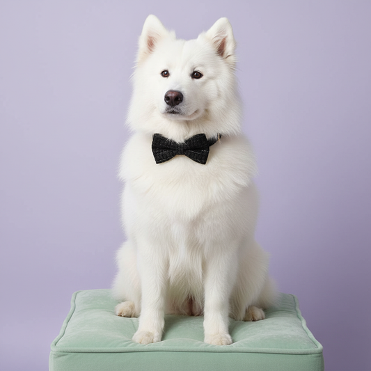 Samoyed wearing classic black tweed collar with bow tie on lavender background with green ottoman
