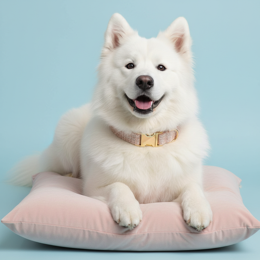 Samoyed wearing classic blush pink tweed collar on light blue background with pink cushion
