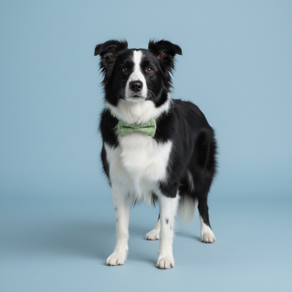 Border Collie wearing classic sage green tweed collar with bow tie on light blue background
