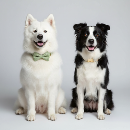 Samoyed and Border Collie wearing classic tweed collar collection sage green and cream on grey background
