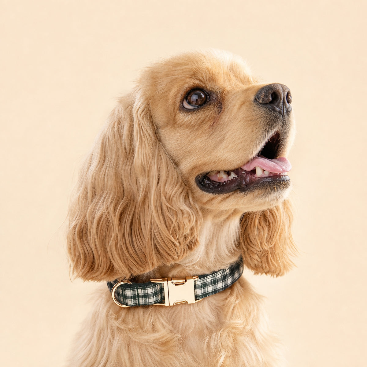 Golden Cocker Spaniel wearing a forest green plaid dog collar with gold-tone buckle