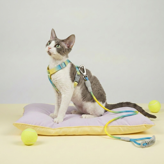 Grey and white cat wearing a Bling Fuzzie yellow blue ombre escape-proof cat H-style harness with matching braided leash and dual-lock clasp, sitting on a lavender yellow cushion with yellow tennis balls nearby