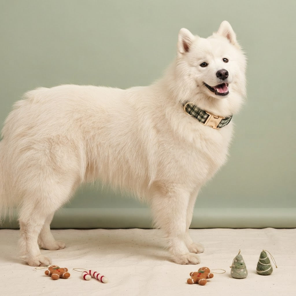 Fluffy white Samoyed modeling a forest green plaid dog collar with gold-tone hardware, standing against a soft sage green background with festive decorations.