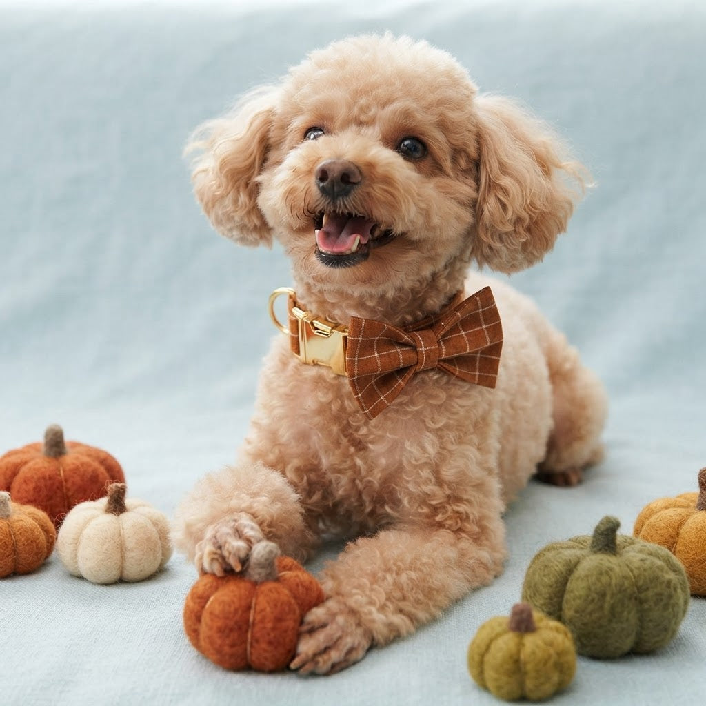 Apricot Poodle wearing a gingerbread plaid bow tie collar surrounded by autumn pumpkins