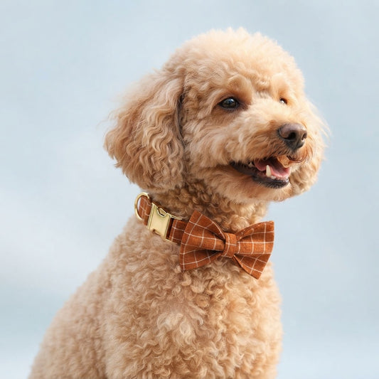 Happy apricot Poodle wearing a gingerbread brown plaid dog collar with matching bow tie