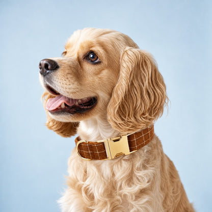 Golden Cocker Spaniel wearing a gingerbread plaid dog collar with gold-tone buckle