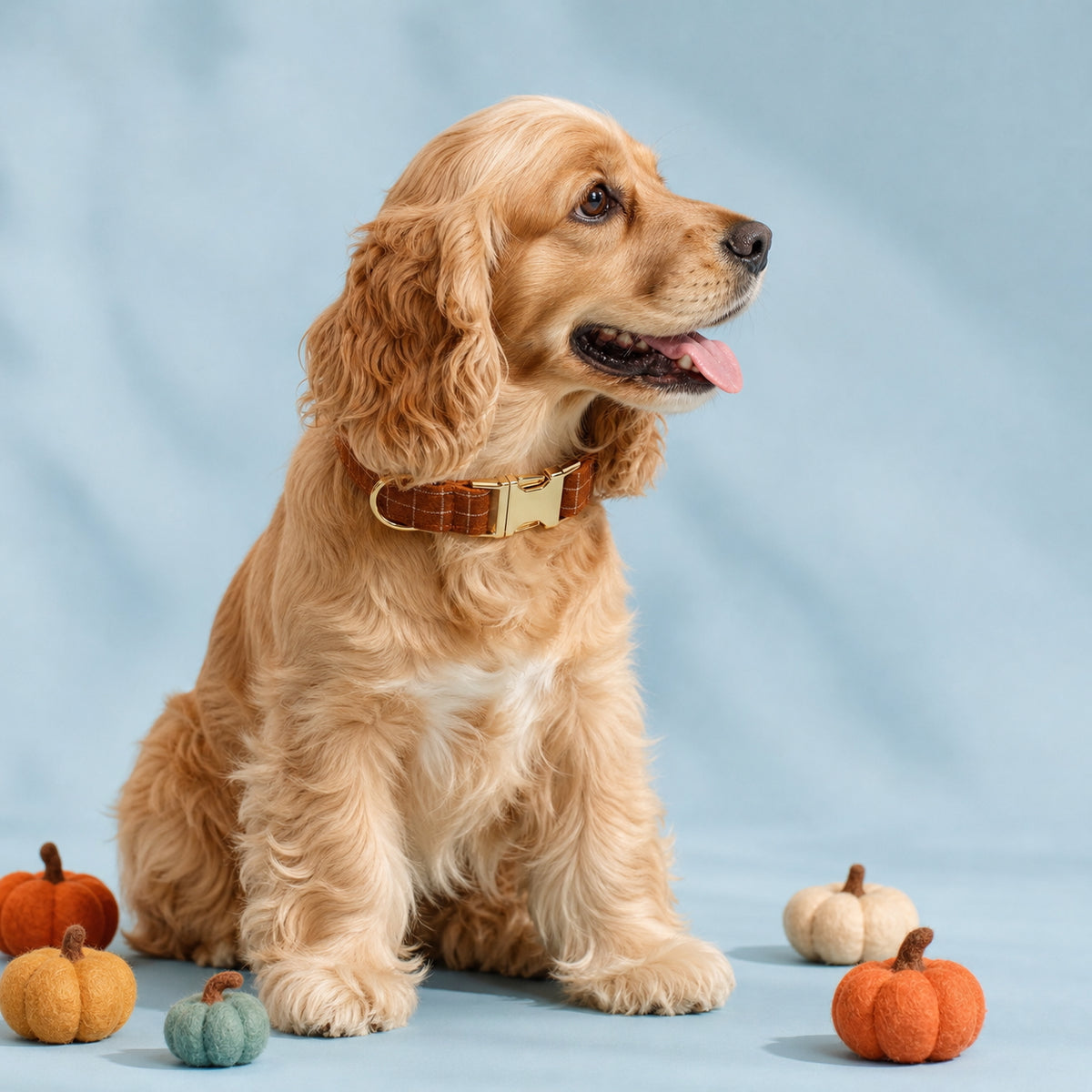 Golden Cocker Spaniel wearing a gingerbread brown plaid collar in an autumn-themed setting