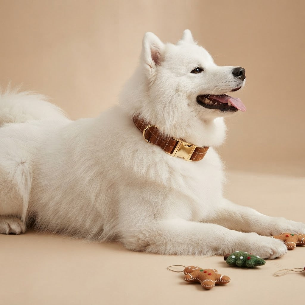 Playful white Samoyed wearing a gingerbread brown plaid dog collar with gold-tone hardware, posing beside festive Christmas decorations.
