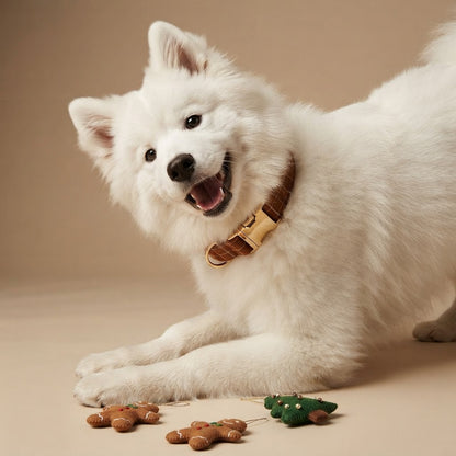 White Samoyed wearing a gingerbread brown plaid dog collar with gold-tone buckle, lying beside Christmas gingerbread and tree decorations.