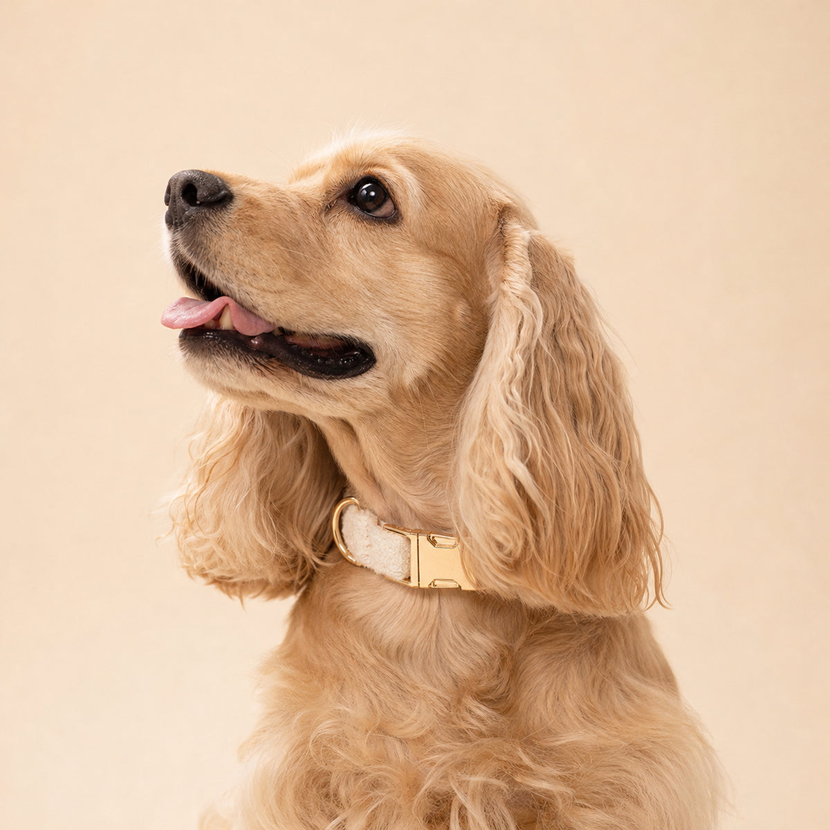 Golden Cocker Spaniel wearing an ivory teddy fleece dog collar with a polished gold-tone buckle against a warm beige background.