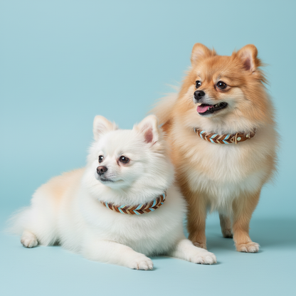 Two Pomeranians, one white and one brown, both wearing Bling Fuzzie sky blue tan hand-braided leather dog collars, posing together against a solid light blue background
