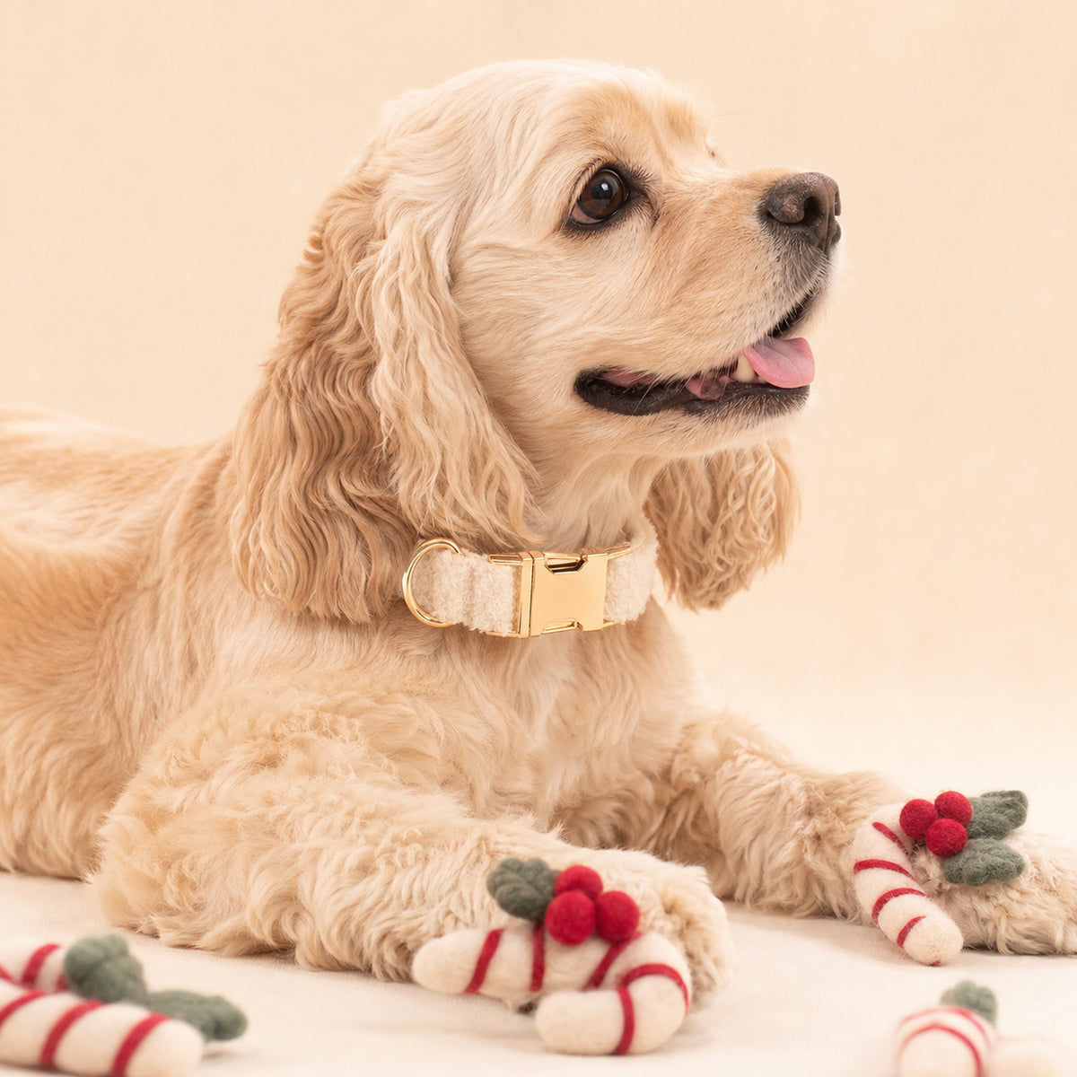 Close-up of a happy Golden Cocker Spaniel wearing an ivory teddy fleece dog collar with gold-tone hardware.