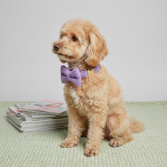 Apricot Poodle wearing lavender purple teddy fleece collar with bow tie on green checkered carpet with magazines