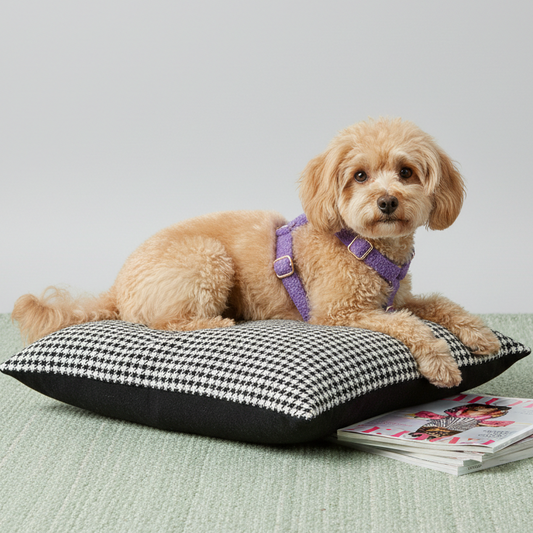 Apricot Poodle wearing lavender purple teddy fleece dog harness on houndstooth pet bed with magazines