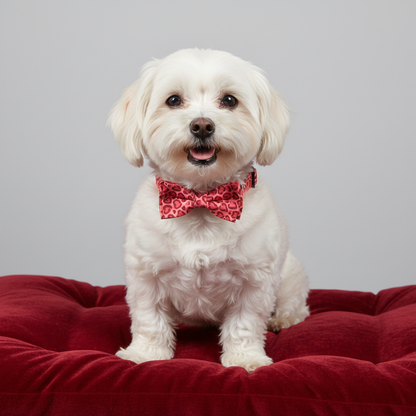 White maltese dog wearing ruby red leopard heart print collar relaxing on red velvet pet bed - comfortable adjustable dog collar