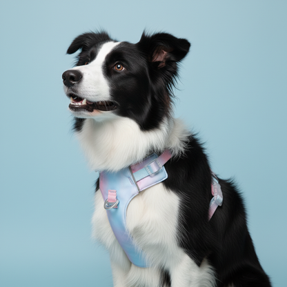 Pastel pink blue gradient dog harness worn by Border Collie on light blue background product shot