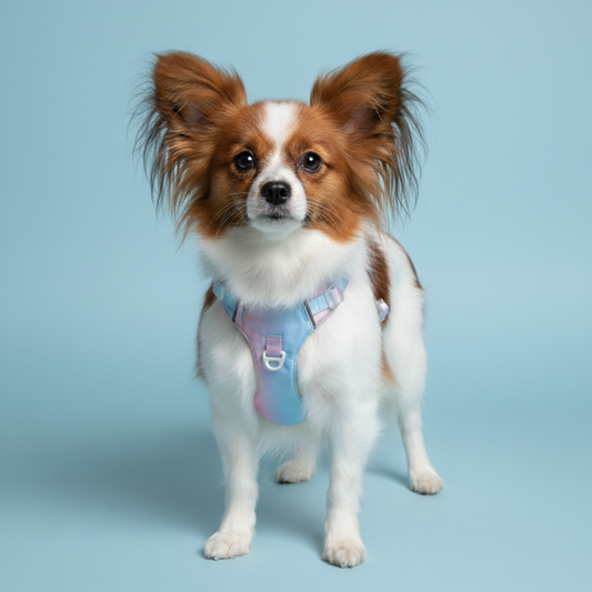 Pastel pink blue gradient dog harness worn by Papillon dog on light blue background product shot