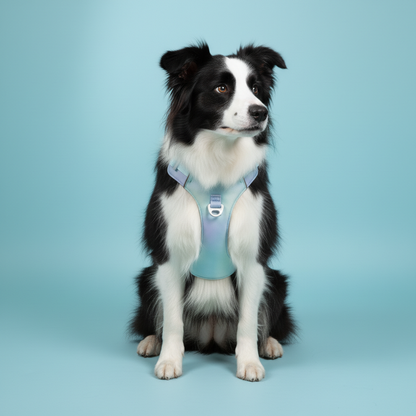 Pastel purple green gradient dog harness worn by Border Collie on light blue background product shot