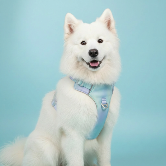 Pastel purple green gradient dog harness worn by white Samoyed on light blue background product shot