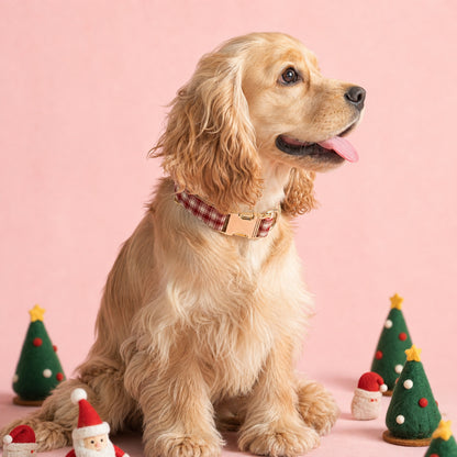 Golden Cocker Spaniel wearing a red and cream plaid dog collar with gold buckle in a Christmas setting.