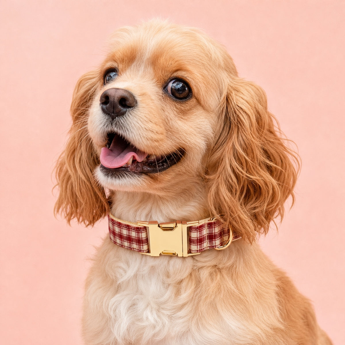 Close-up of a happy Golden Cocker Spaniel wearing a red and cream plaid dog collar with gold buckle against a pink background.