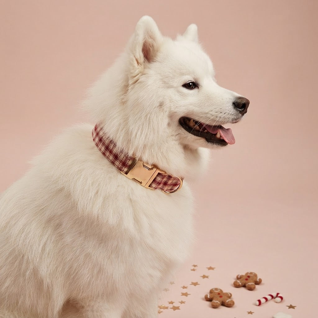 Close-up of a white Samoyed wearing a red and cream plaid dog collar with gold-tone buckle and D-ring against a soft pink background.