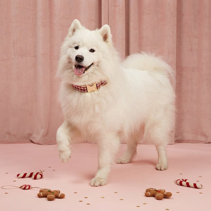 Fluffy white Samoyed modeling a red and cream plaid dog collar with gold-tone buckle, surrounded by gingerbread and candy cane decorations.