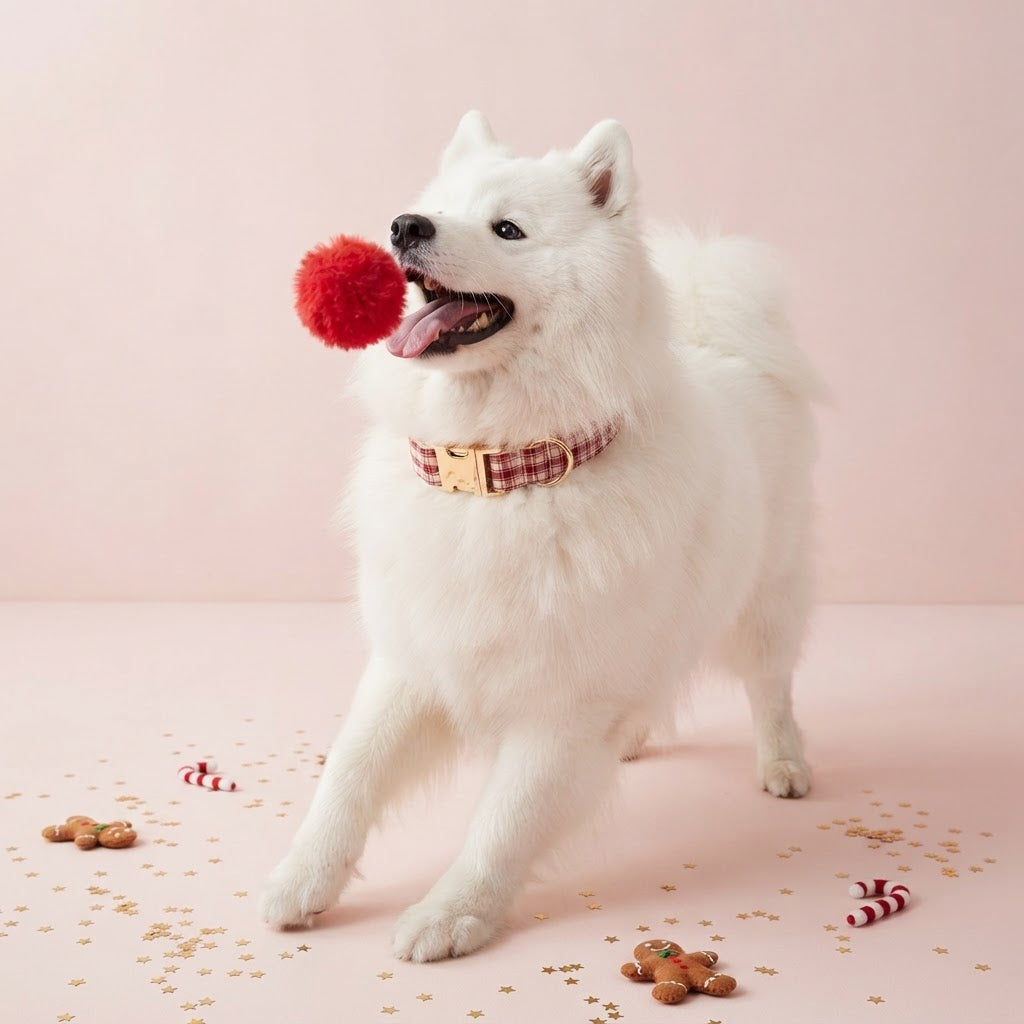 Happy white Samoyed wearing a red and cream plaid dog collar with gold-tone buckle, playing with a red pom-pom in a festive Christmas setting.