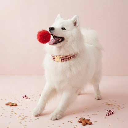 Happy white Samoyed wearing a red and cream plaid dog collar with gold-tone buckle, playing with a red pom-pom in a festive Christmas setting.