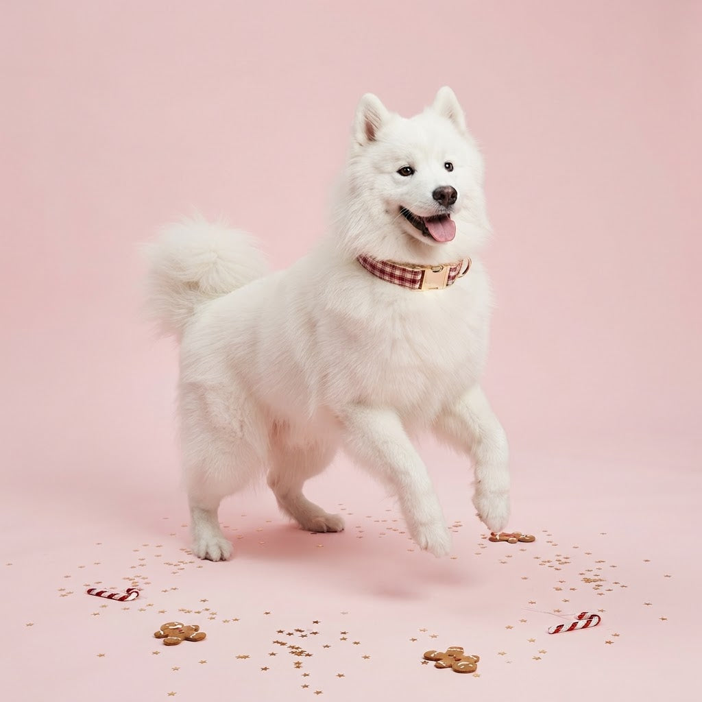Playful white Samoyed wearing a red plaid dog collar with gold-tone hardware, jumping against a pastel pink background with Christmas decorations.