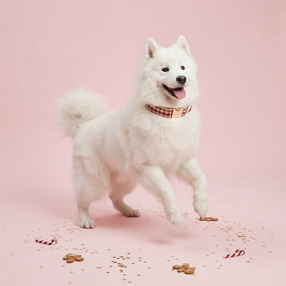 Playful white Samoyed wearing a red plaid dog collar with gold-tone hardware, jumping against a pastel pink background with Christmas decorations.